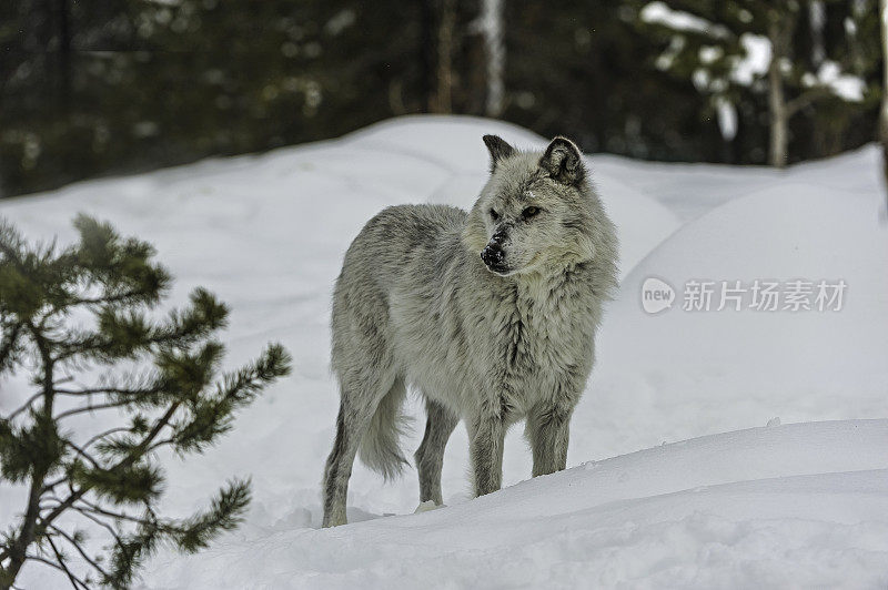 灰狼或灰狼(Canis lupus)是一种原产于北美荒野和偏远地区的犬科动物。